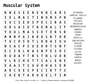 Word Search on Muscular System